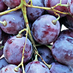 Декор Толедо фрукты виноград (04-01-1-14-00-55-140-5)